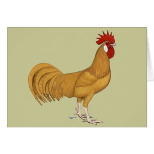 Minorca: Buff Rooster