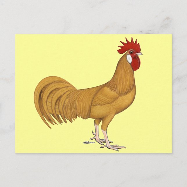 Minorca:  Buff Rooster Postcard (Front)