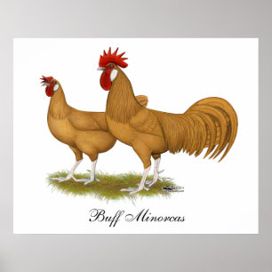 Minorcas Buff Pair Poster