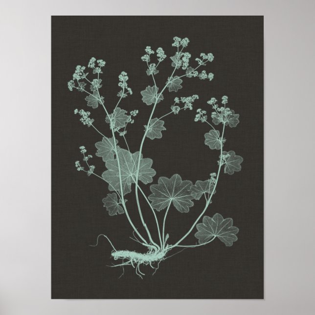 Mint & Charcoal Nature Study I Poster (Front)