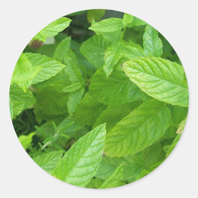 Mint Classic Round Sticker (Front)