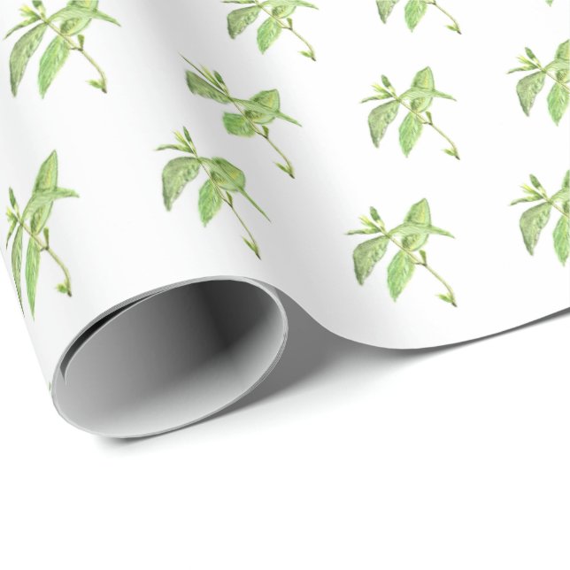 Mint herb botanical plants green garden watercolor wrapping paper (Roll Corner)