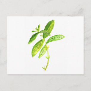 Mint herb Mint watercolour Mint print Postcard
