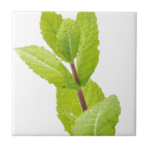 Mint leaves ceramic tile