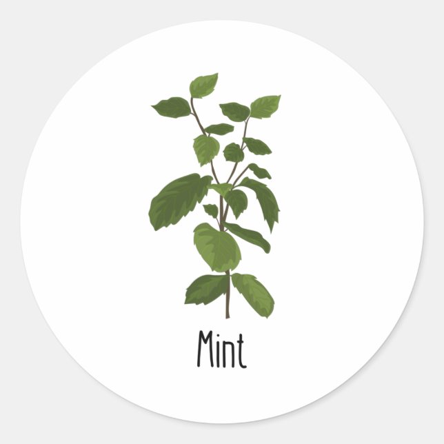 Mint Spices Herb Classic Round Sticker (Front)