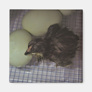 Minutes Old Magnet
