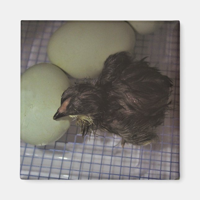 Minutes Old Magnet (Front)