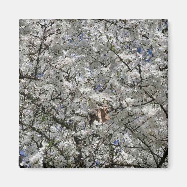 Mirabelle Blossom Fridge Magnet (Front)