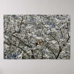 Mirabelle Blossom Poster