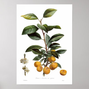 Mirabelle plum (Prunus x domestica var. syriaca) Poster