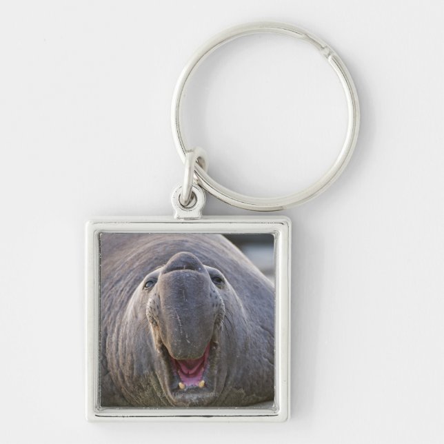 Mirorounga_angustirostris Key Ring (Front)
