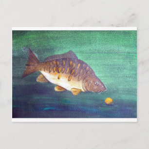 Mirror carp postcard