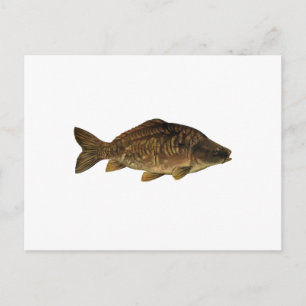 Mirror Carp Postcard