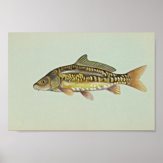 Mirror carp poster (Front)