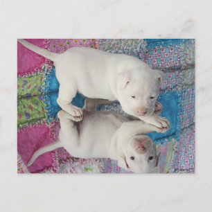 Mirror Image Postcard