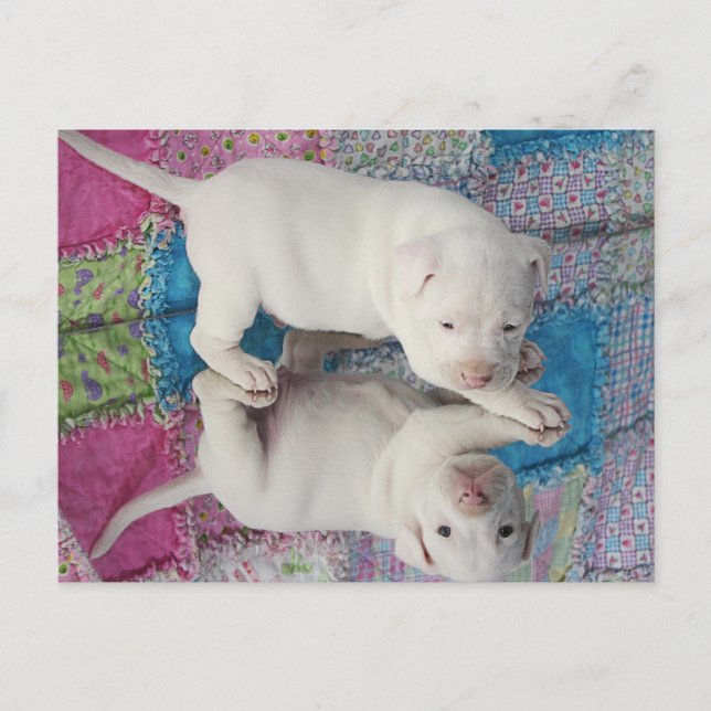 Mirror Image Postcard (Front)