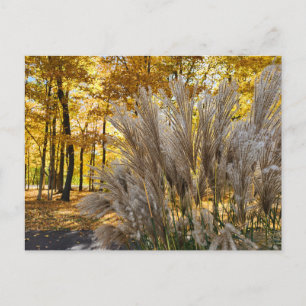 Miscanthus Maiden Grass Silver Plumes in Fall Postcard