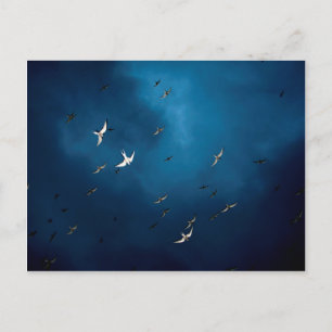 Miscellaneous - Arctic Tern & Blue Sky Pattern Postcard