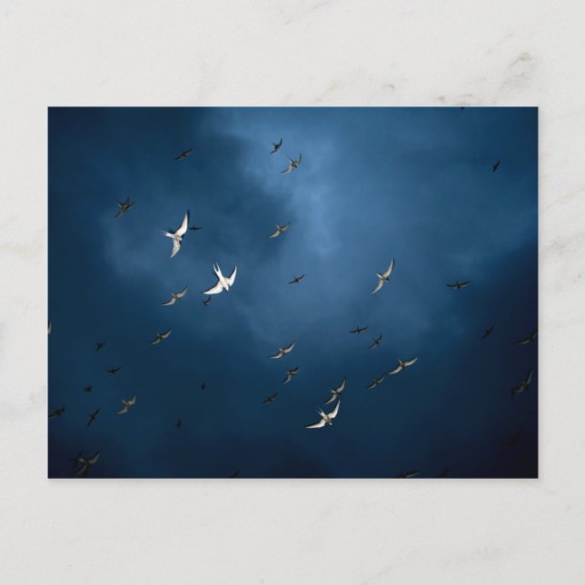 Miscellaneous - Arctic Tern & Blue Sky Pattern Postcard (Front)