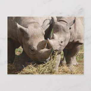 Miscellaneous - Hungry Black Rhinoceros Pattern Postcard