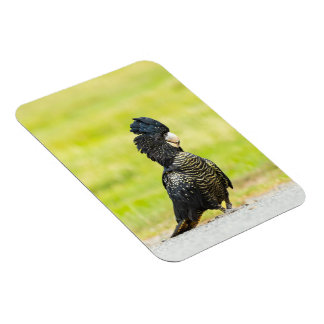Mischievous Black Cockatoo Portrait Magnet
