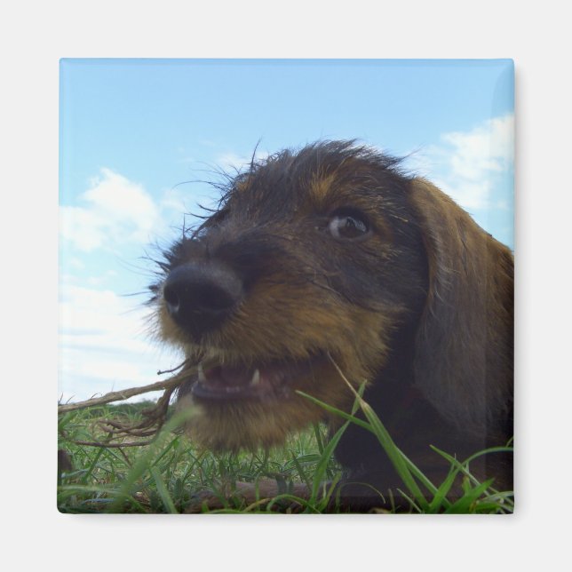 Mischievous Dachshund Puppy Magnet (Front)