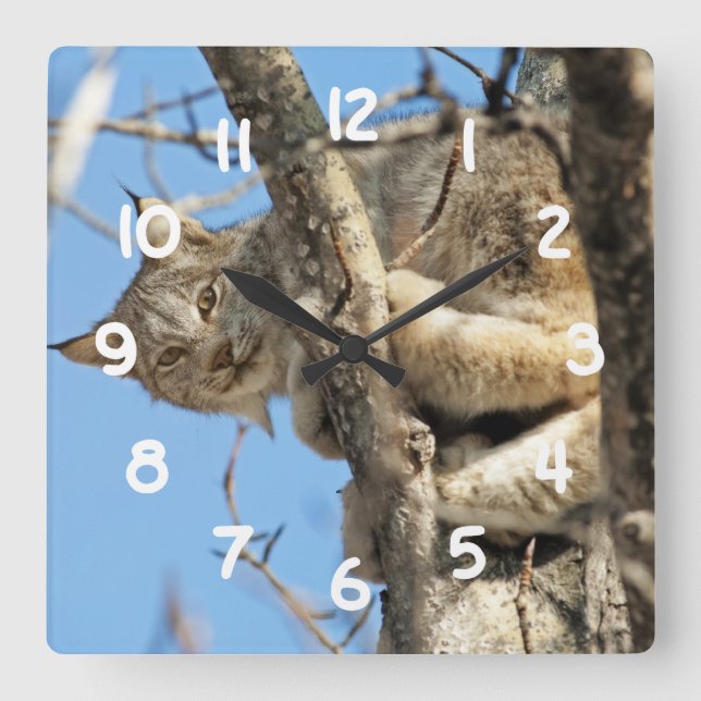 Mischievous Lynx Square Wall Clock (Front)