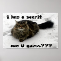 Mischievous Maine Coon in the snow