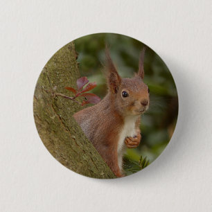 Mischievous Red Squirrel 6 Cm Round Badge