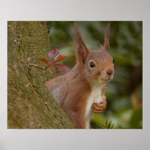 Mischievous Red Squirrel Poster