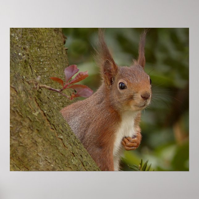 Mischievous Red Squirrel Poster (Front)