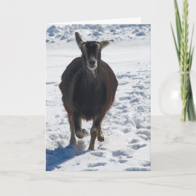 Misha Having Fun In Snow Christmas Holiday Card (Front)