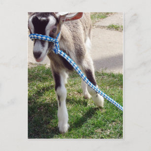 Misha the Goat Postcard