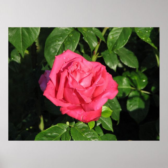Miss All-American Beauty Hybrid Tea Rose 097 Poster (Front)