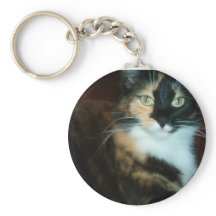 Miss Calico Kitty