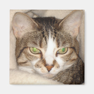 Miss.Kitty.2010 Magnet