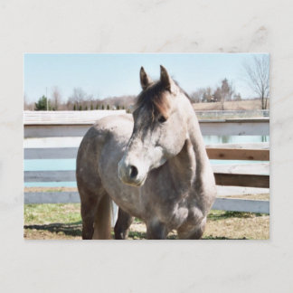 Miss Peppy Shu Postcard