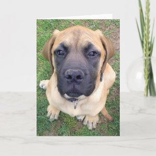 Miss You-cute English Mastiff dog photo Card