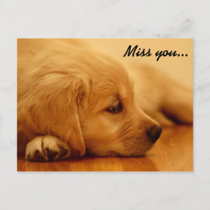 Miss you! Golden Retriever Puppy Postcard