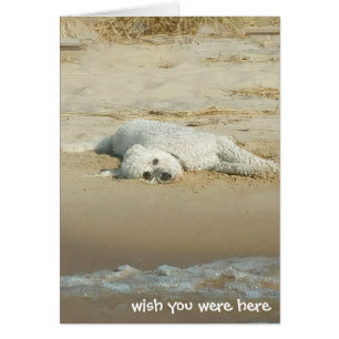 Miss You-goldendoodle laying on beach