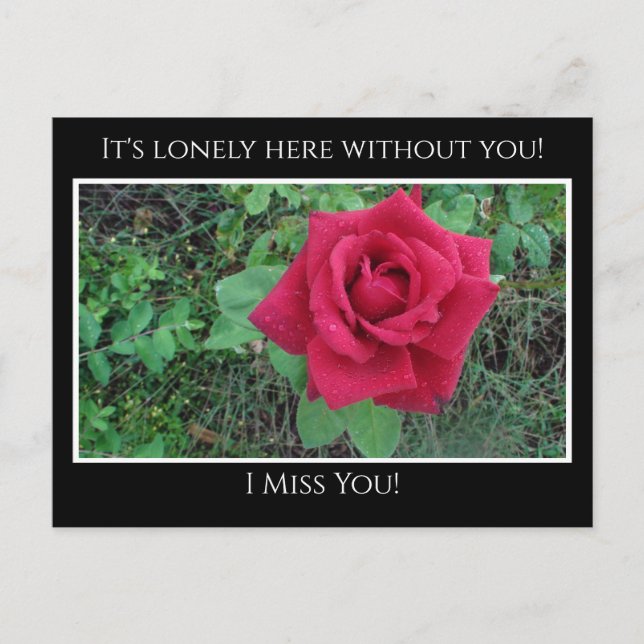 Miss You, It's Lonely Here Red Rose with Raindrops Postcard (Front)