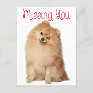 Miss You Pomeranian Puppy Dog Greeting Postcard
