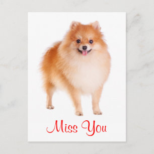Miss You Pomeranian Puppy Dog Greeting Postcard