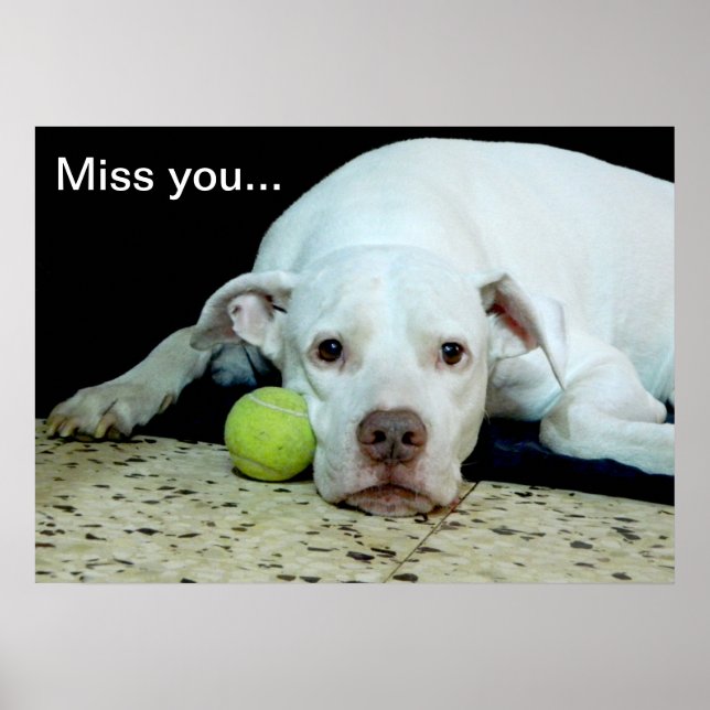 Miss you sad puppy with toy ball - cute dog poster (Front)