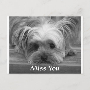Miss You Yorkshire Terrier Puppy Dog Postcard