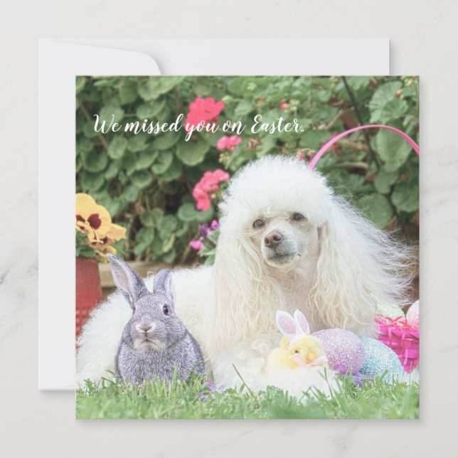 Misse you on Easter poodle dog flat card (Front)