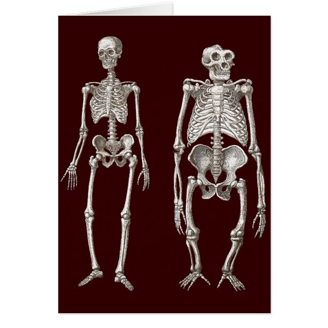 Missing Link - Skeletons of Man and Ape (Front)