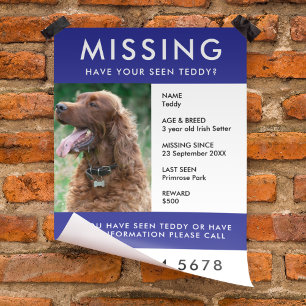 Missing Pet   Modern Blue Photo Poster Flyer