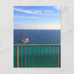 Missing you! A white-headed gull Postcard