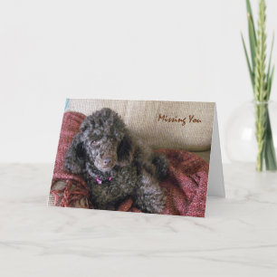 Missing You, Betty the Brown Poodle on Blanket Card